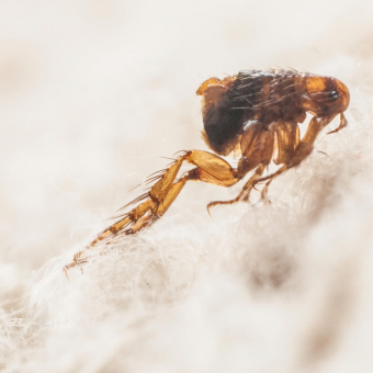 Life Cycles of Fleas